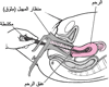 التَّوسيعُ والتَّجريف