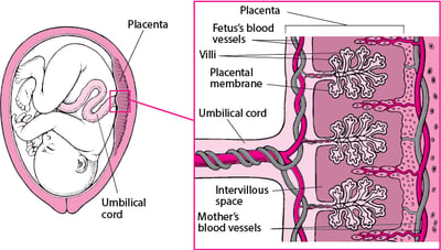 How Medications Cross the Placenta