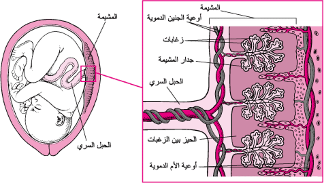 كيف تعبر الأدويةُ المشيمةَ