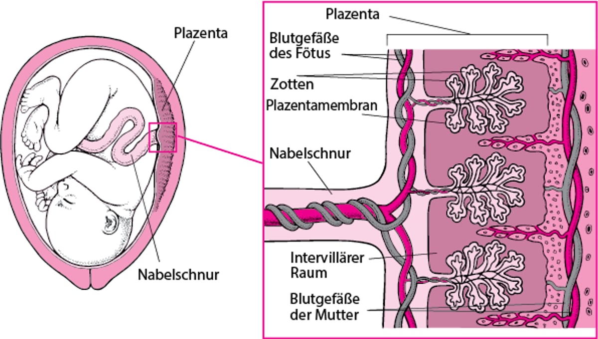 So passieren Medikamente die Plazenta