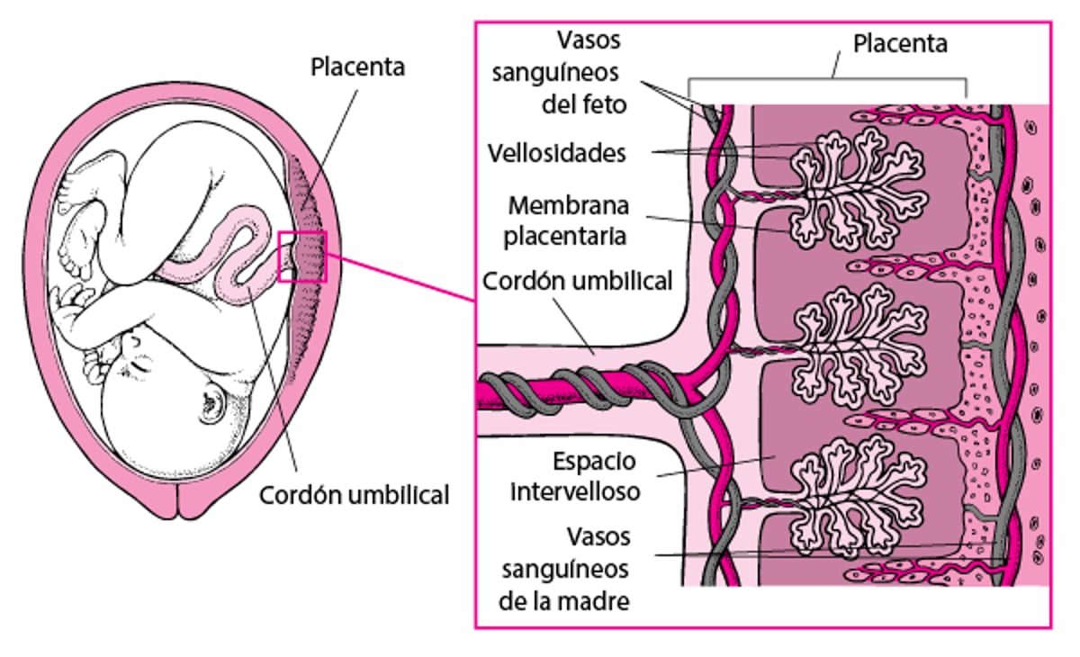 Cómo atraviesan la placenta los medicamentos