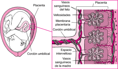 Cómo atraviesan la placenta los medicamentos