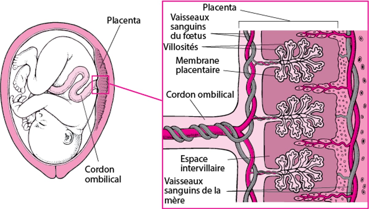 Comment les médicaments traversent le placenta