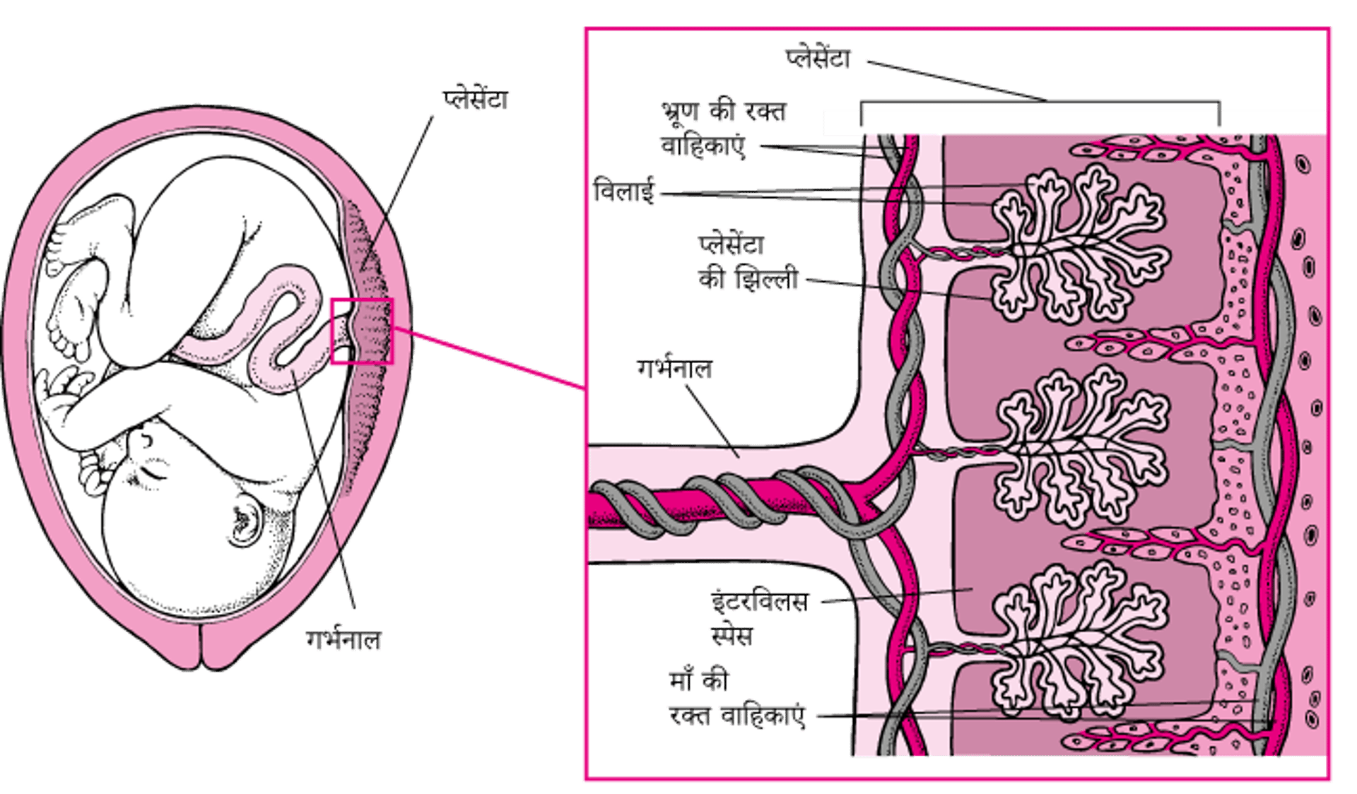 दवाइयाँ गर्भनाल को पार कैसे करती हैं