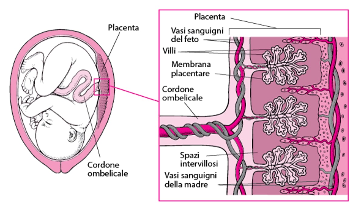 In che modo i farmaci attraversano la placenta