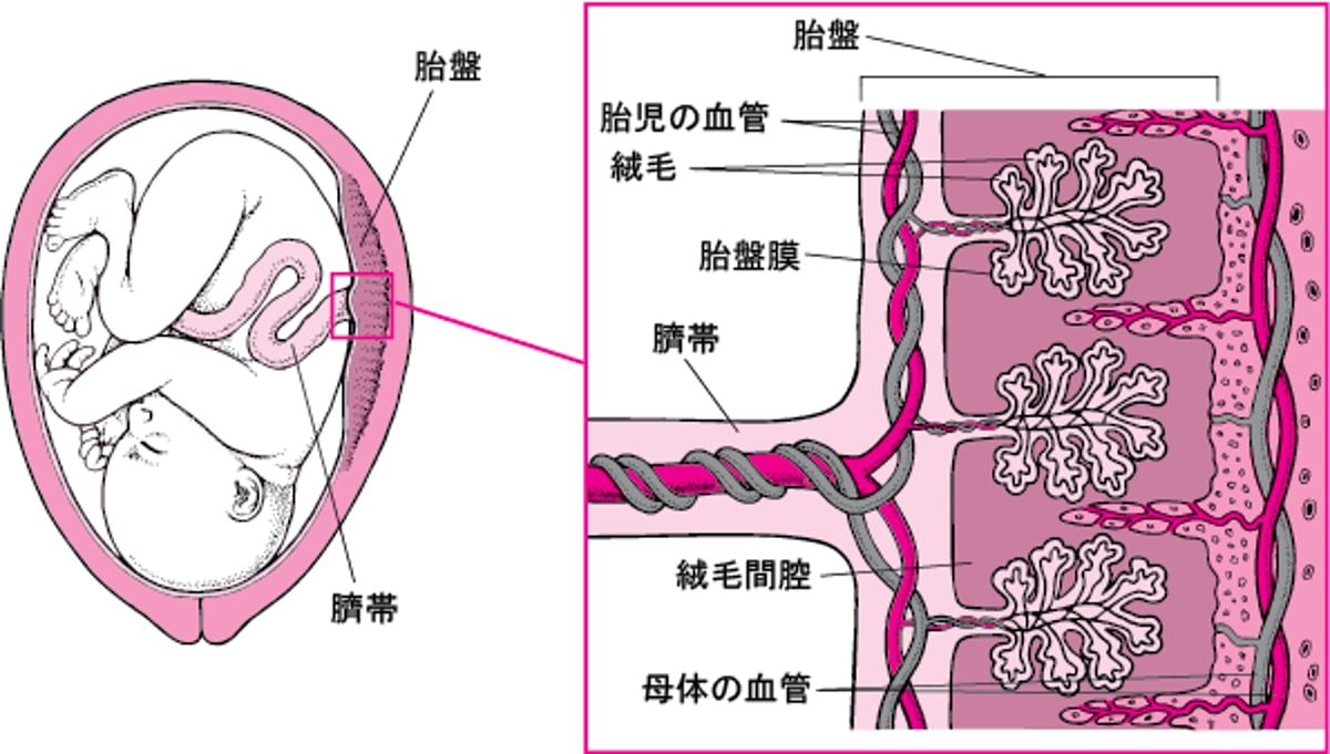 薬剤が胎盤を通過する仕組み