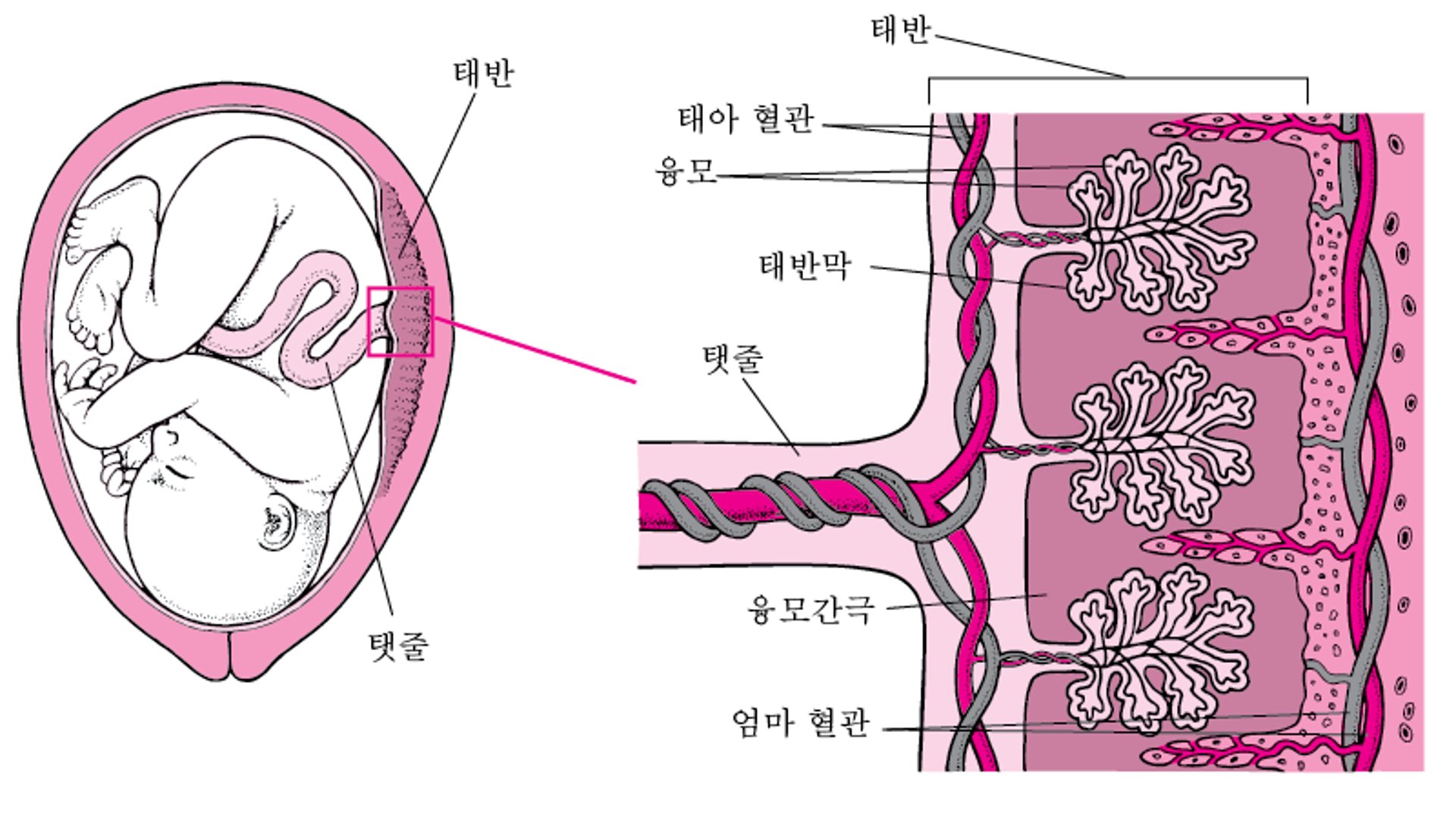 약물이 태반을 통과하는 방법