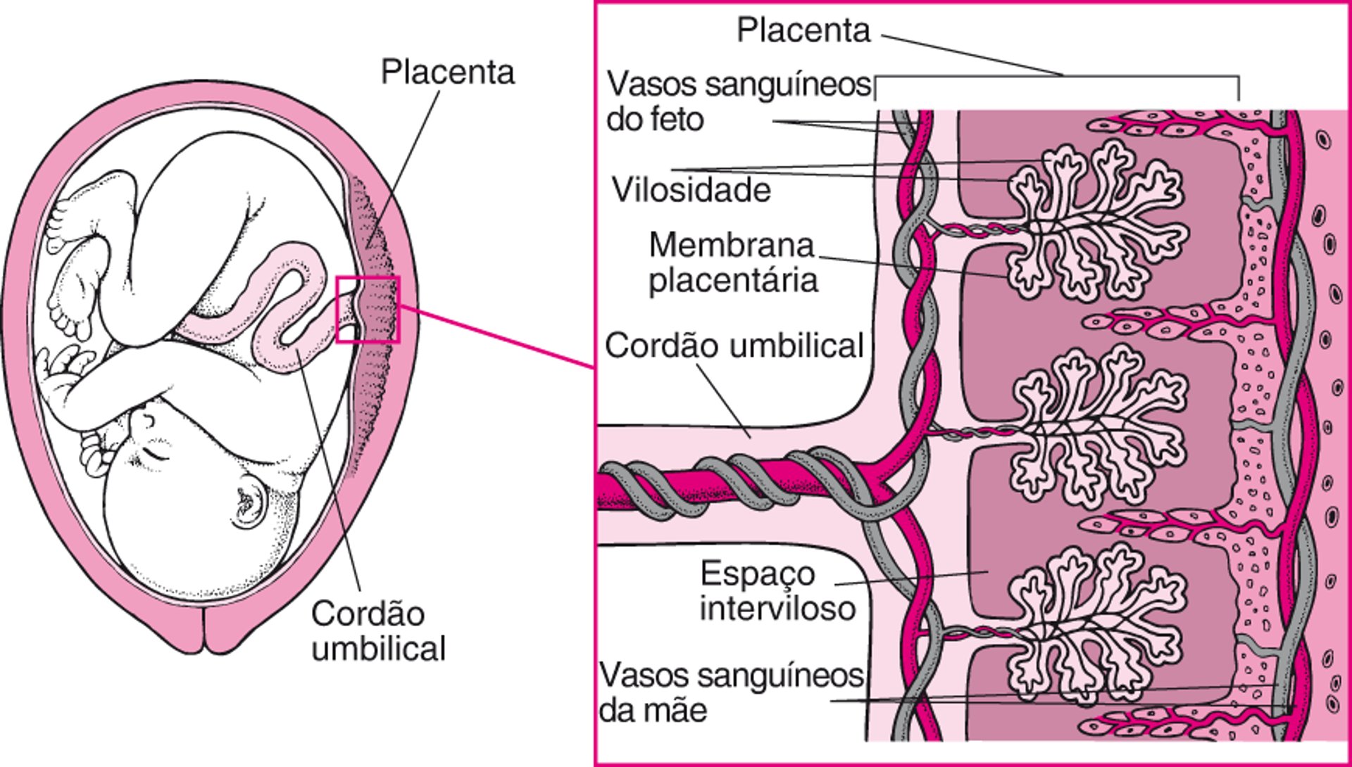 Como os medicamentos atravessam a placenta