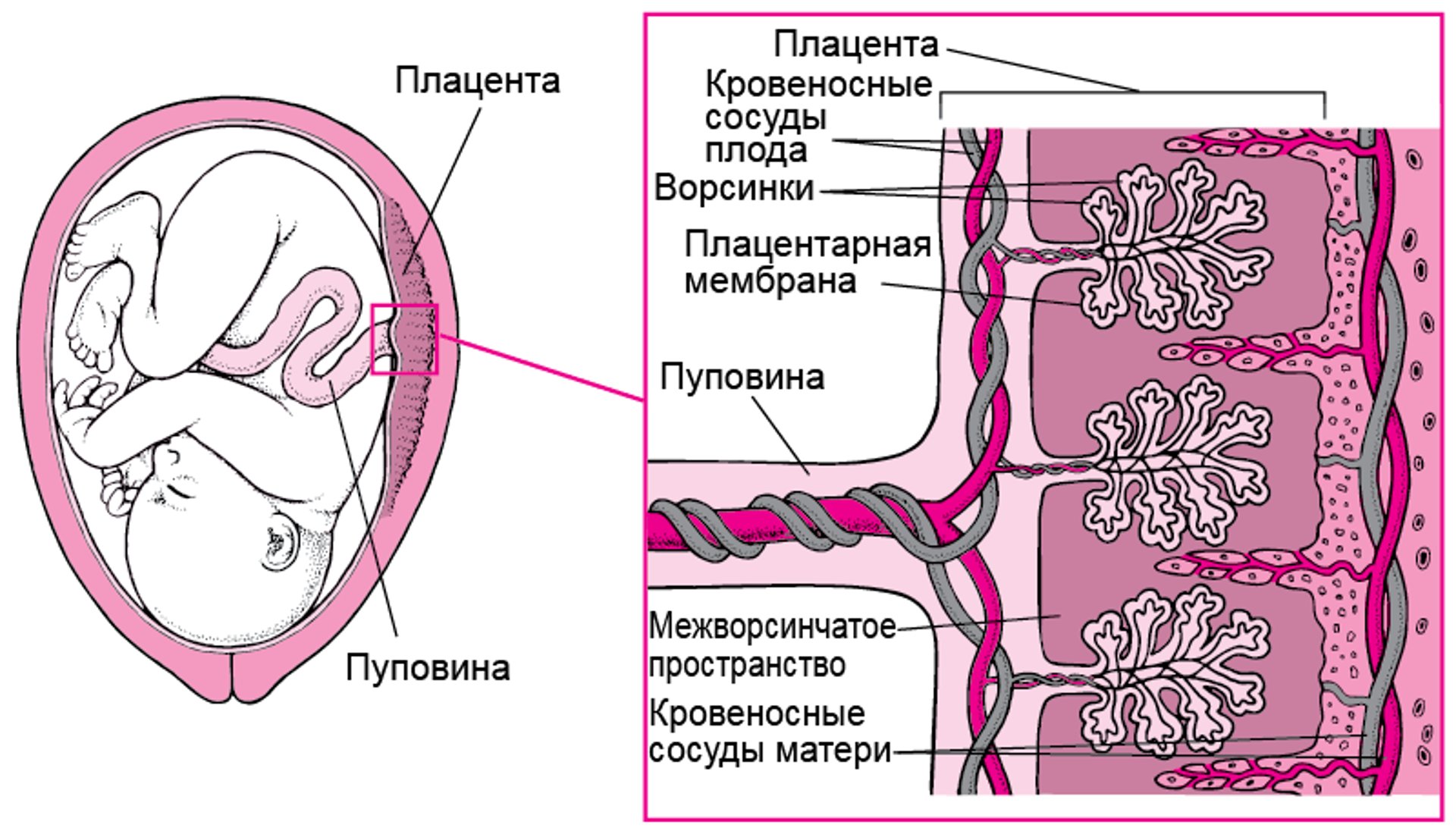Как лекарственные препараты проникают через плаценту