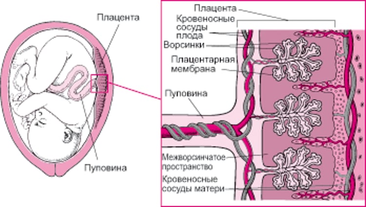 Как лекарственные препараты проникают через плаценту