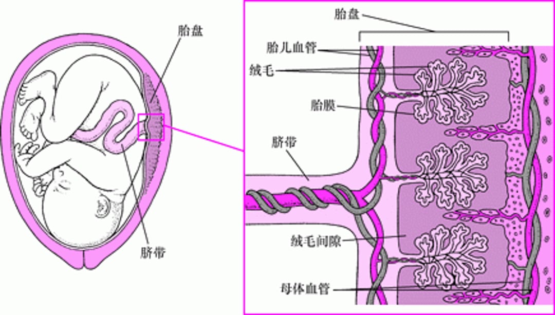药物如何穿过胎盘