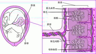 药物如何穿过胎盘