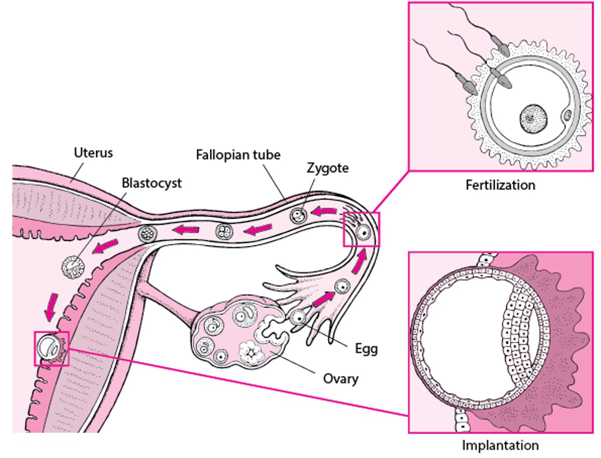 From Fertilization to Implantation