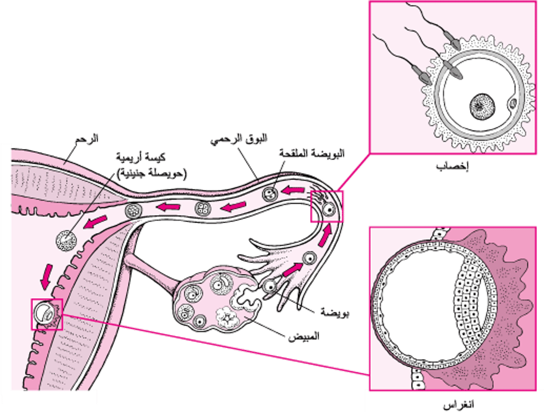 من الإخصاب إلى الانغراس