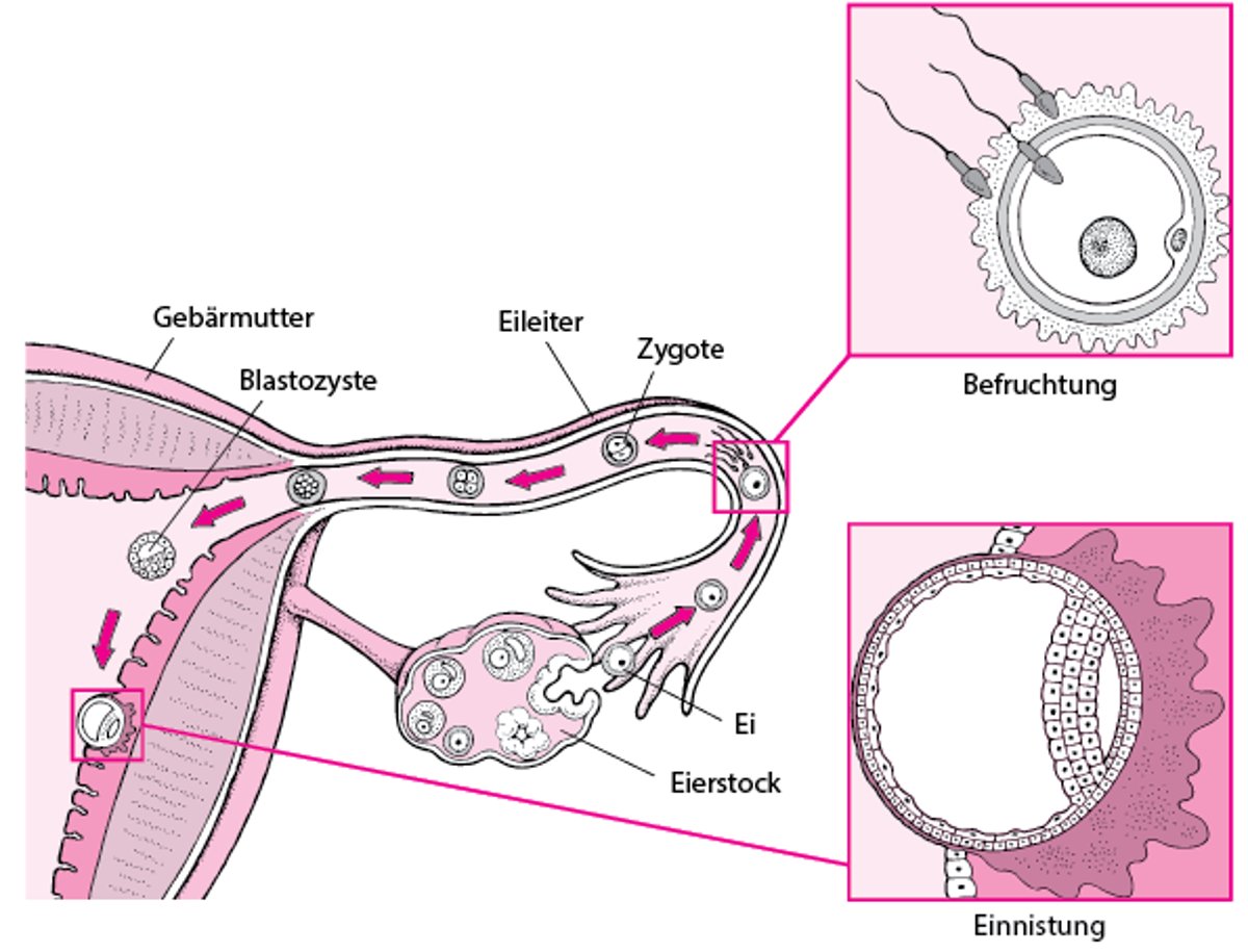 Von der Befruchtung bis zur Implantation