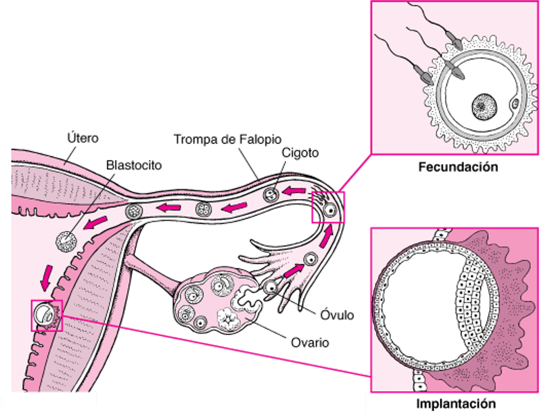 De la fecundación a la implantación