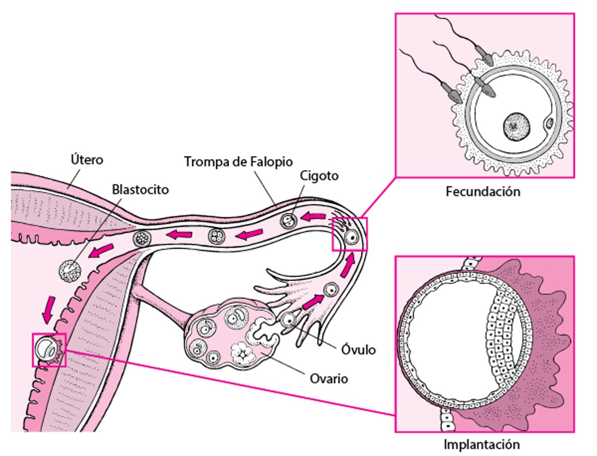 De la fecundación a la implantación