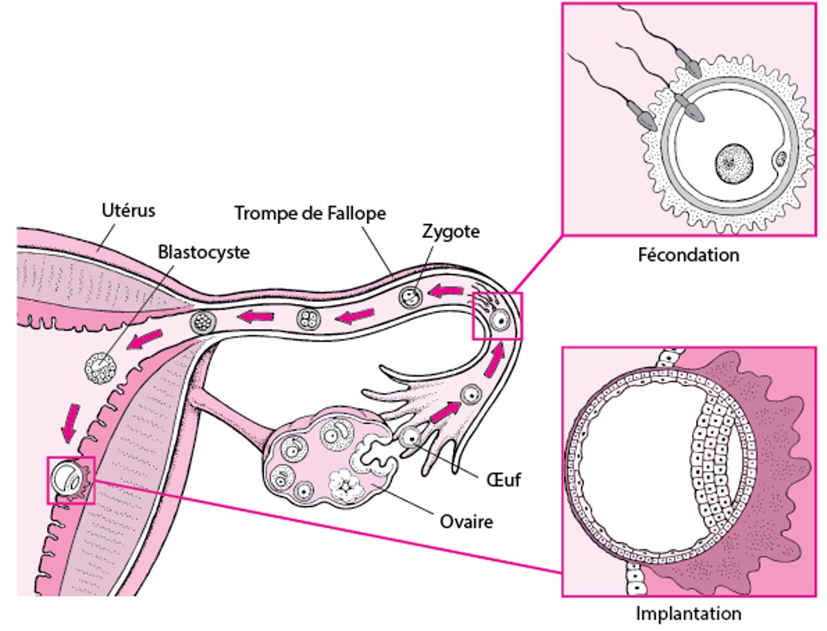 De la fécondation à l’implantation
