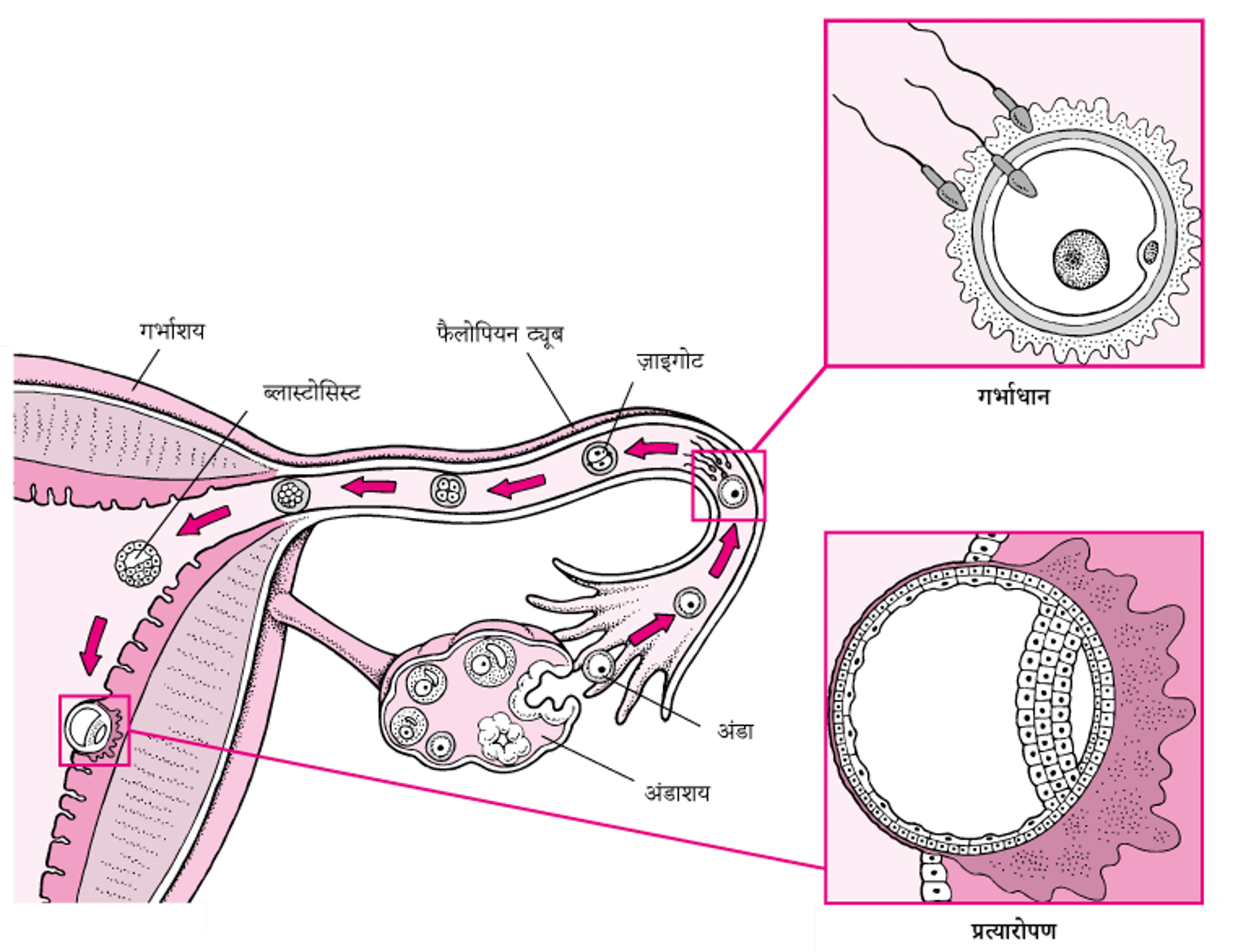 गर्भाधान से आरोपण तक