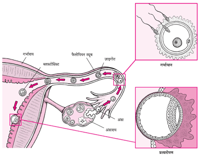 गर्भाधान से आरोपण तक