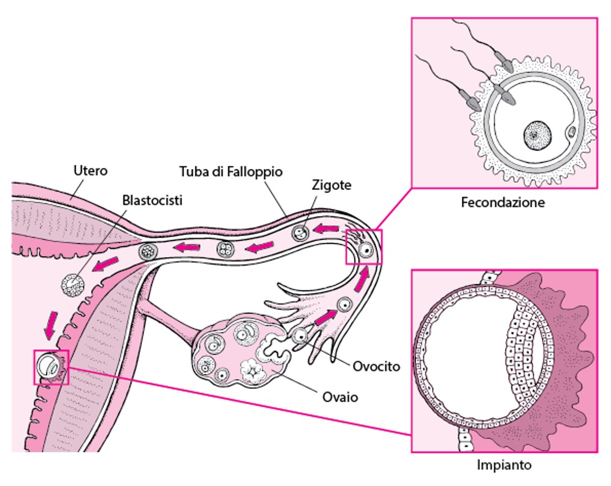 Dalla fecondazione all’impianto