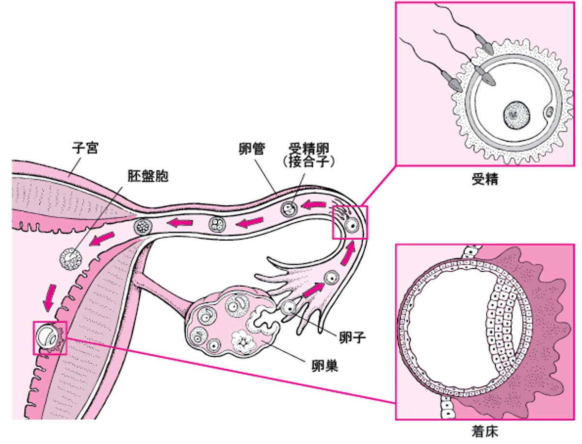 受精じゅせいから着床ちゃくしょうまで