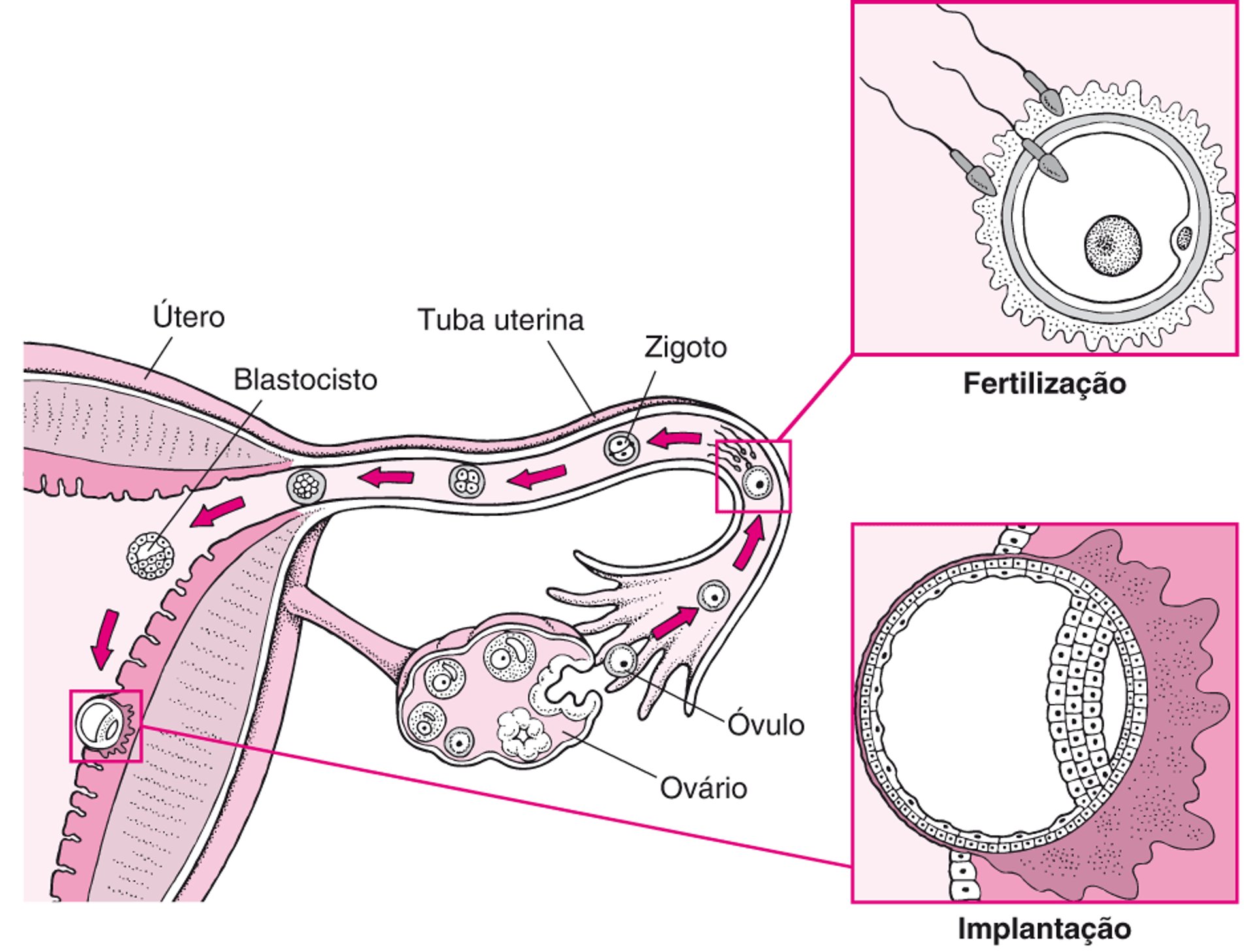 Da fecundação à implantação