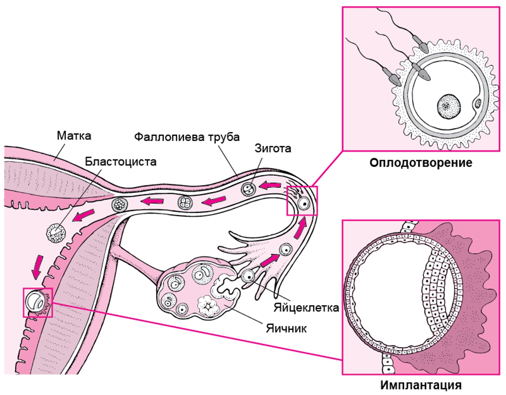 От оплодотворения до имплантации