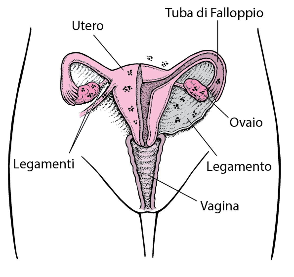 Endometriosi: tessuto dislocato