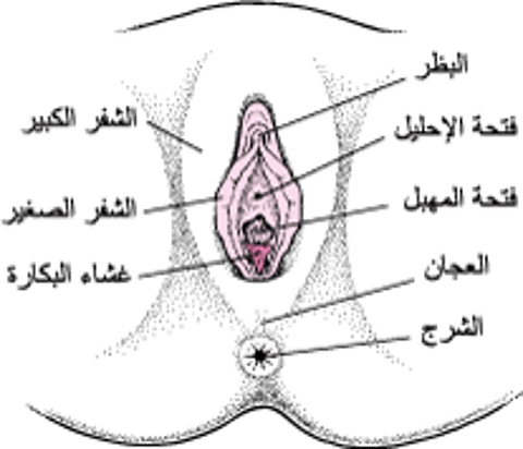 الأعضاءُ التناسلية الخارجية الأنثويَّة