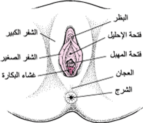 التشريح التناسلي الأنثوي الخارجي