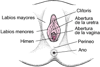Anatomía reproductiva femenina externa