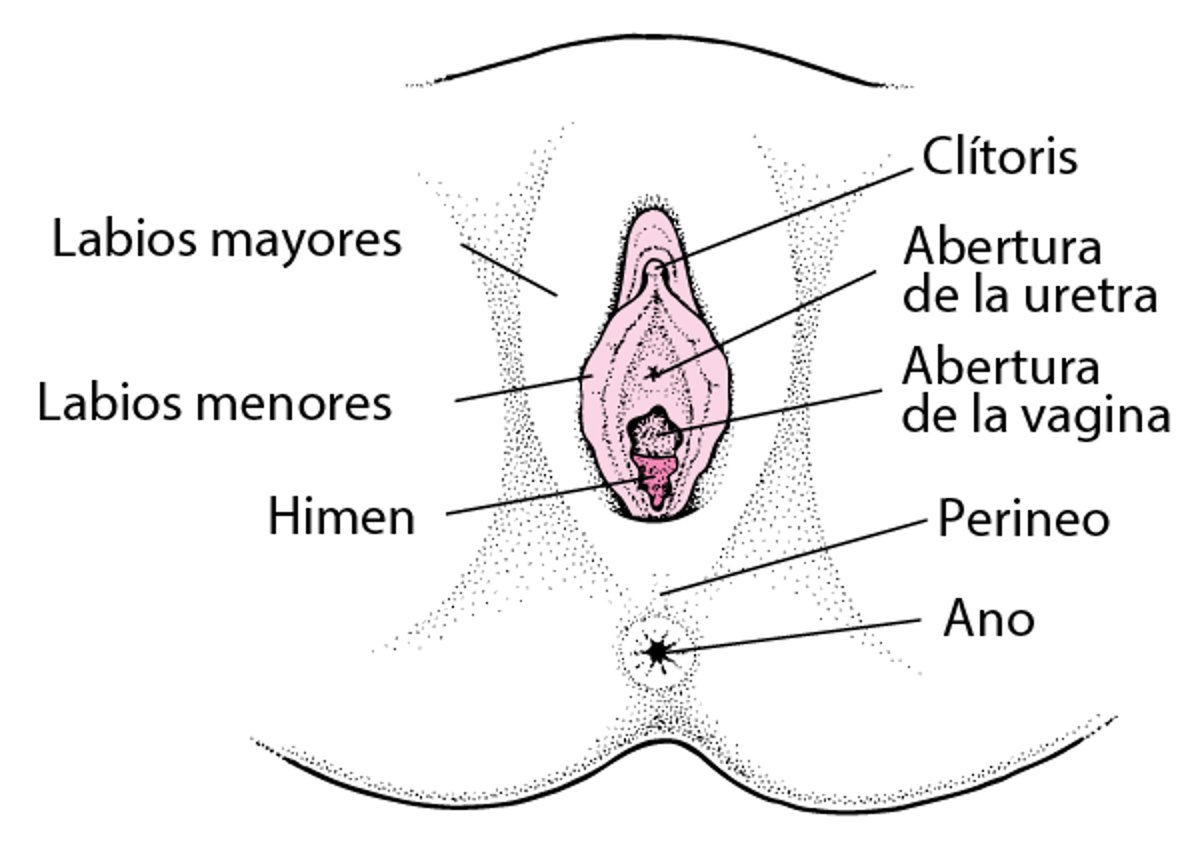 Anatomía reproductiva femenina externa