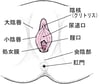 女性外性器の解剖学的構造