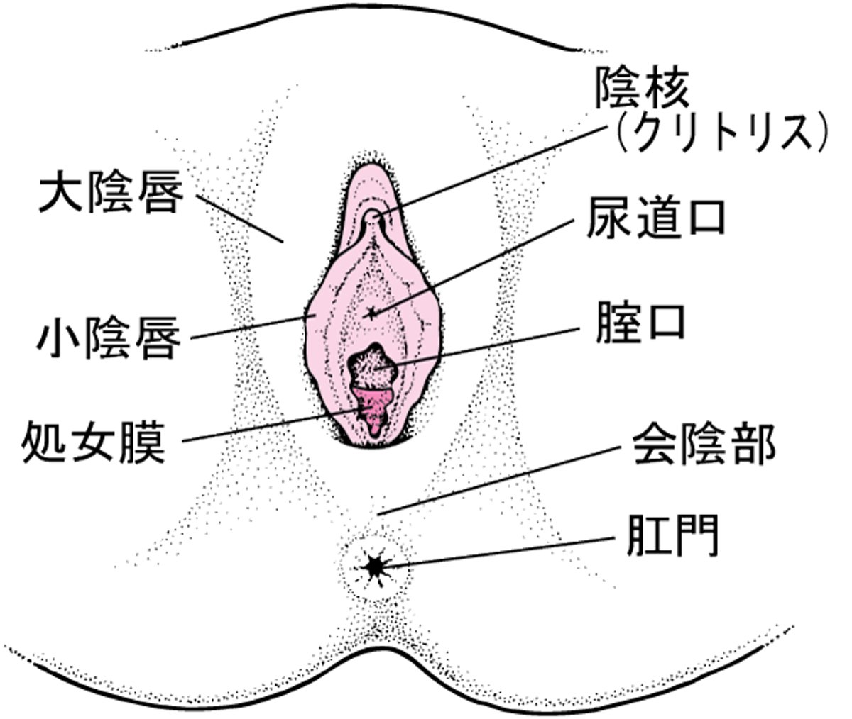 女性の外性器