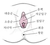 외부 여성 생식 해부학