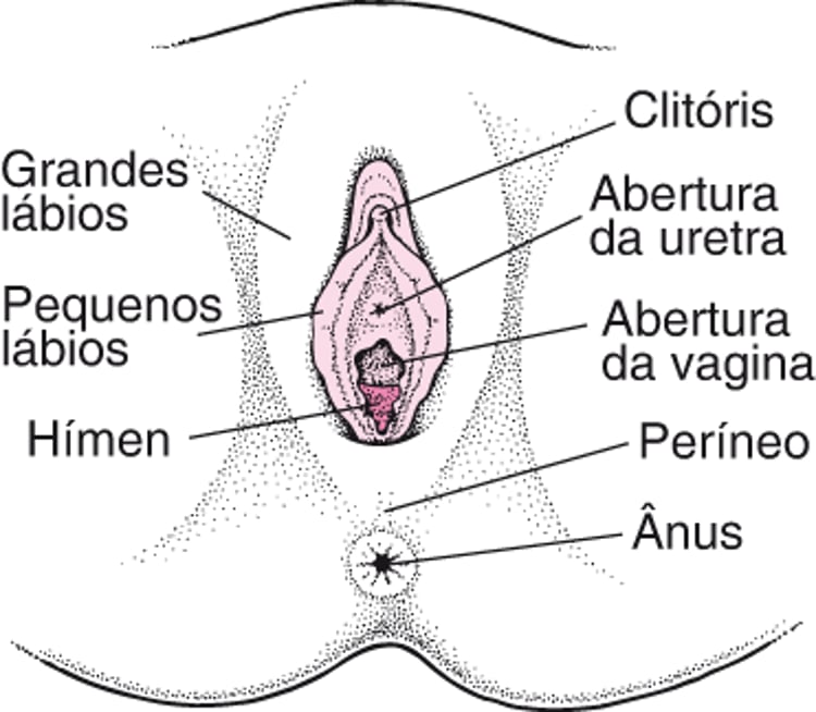 Órgãos genitais femininos externos