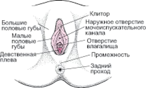 Женские наружные половые органы