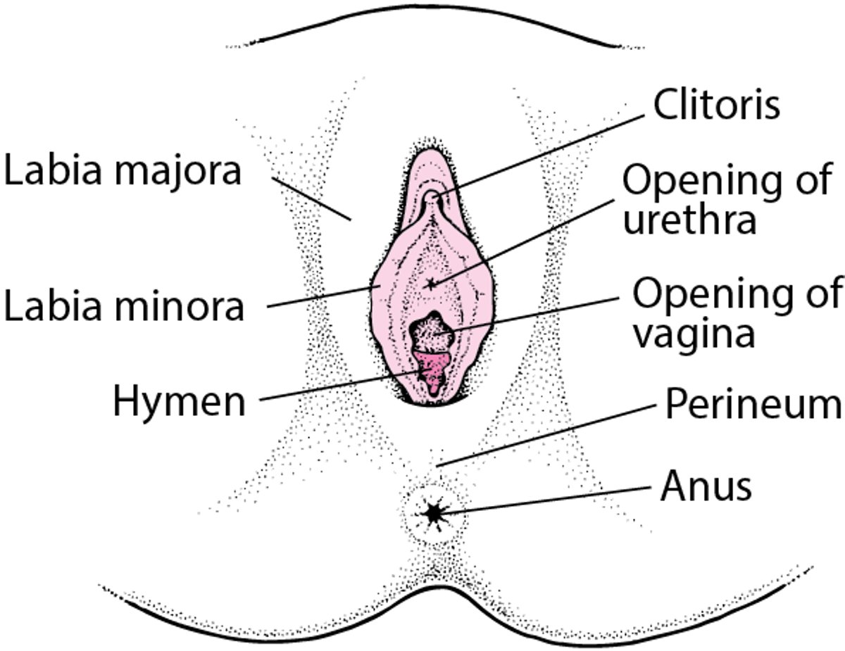 Anatomie der äußeren weiblichen Geschlechtsorgane