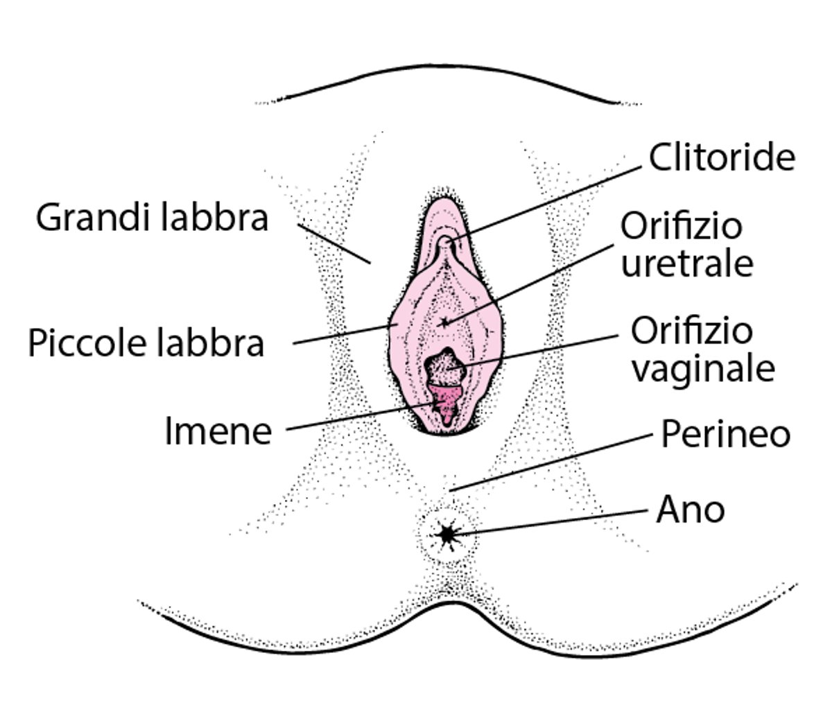 Anatomia dell’apparato riproduttivo femminile esterno