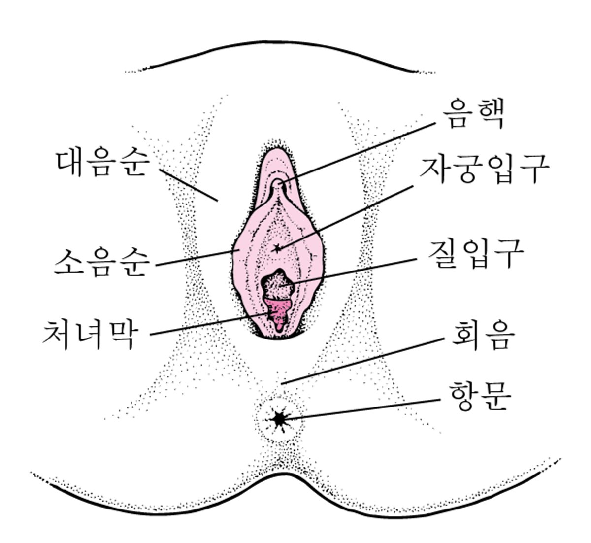 외음부의 위치