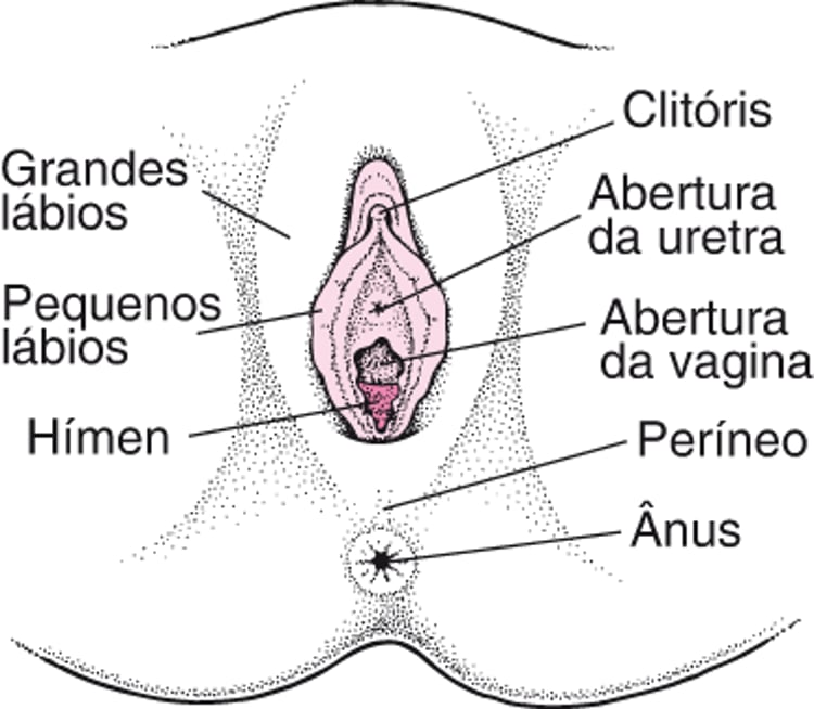 Localização da vulva
