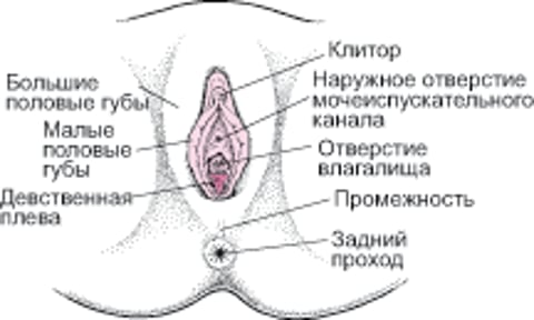 Расположение вульвы