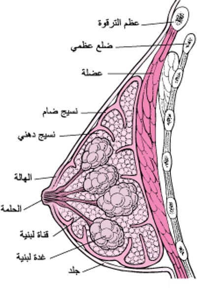 داخل الثدي