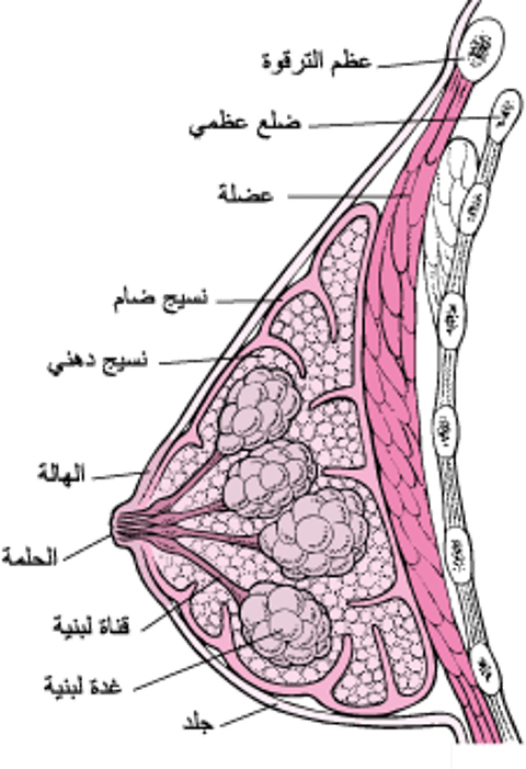داخل الثدي