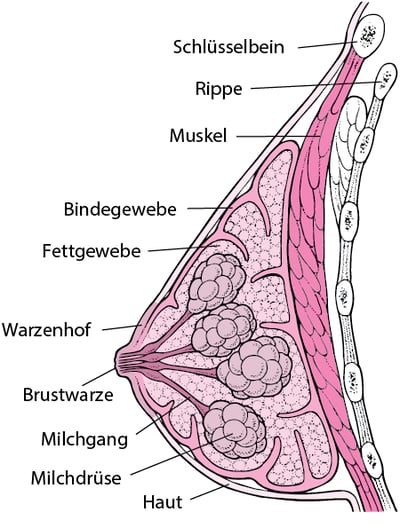 Innerhalb der Brust