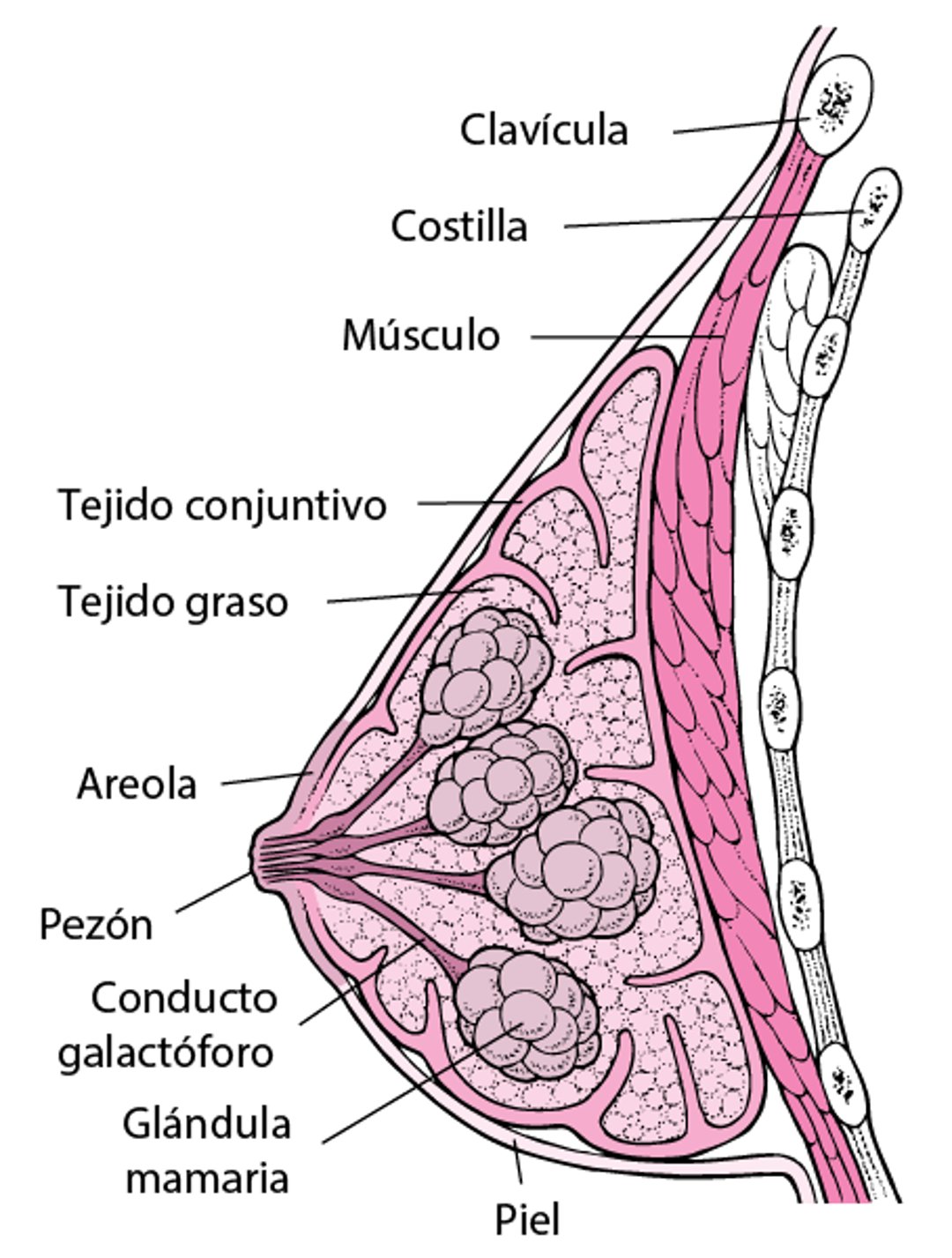 Estructura de la mama