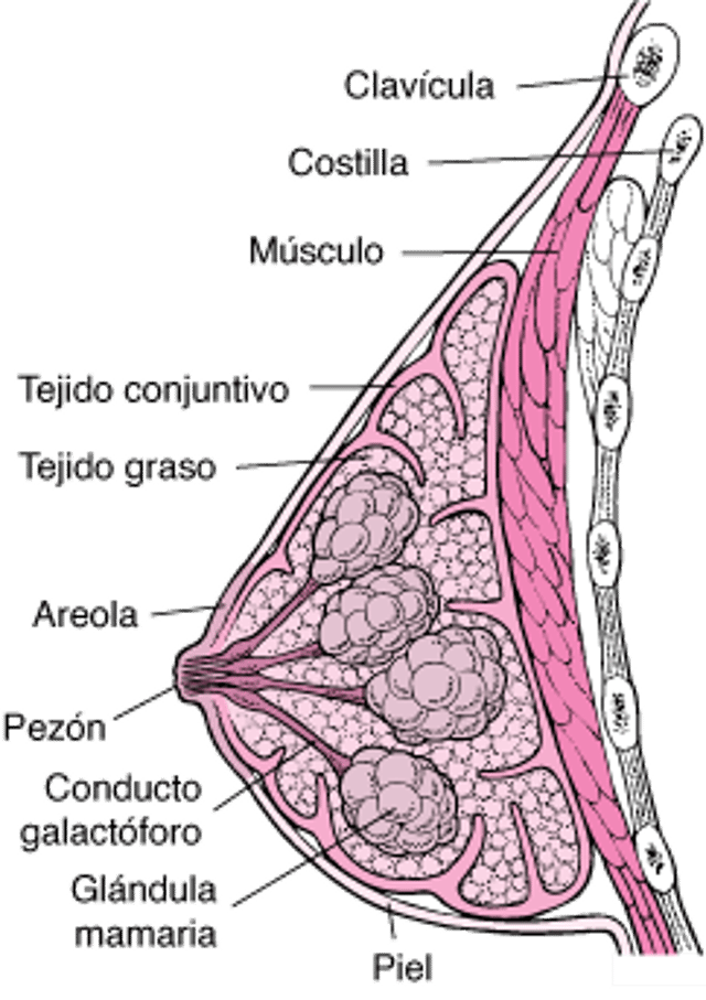 Estructura de la mama