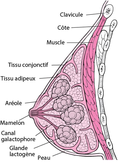 Anatomie du sein