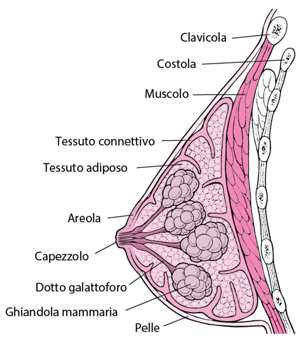 Struttura della mammella